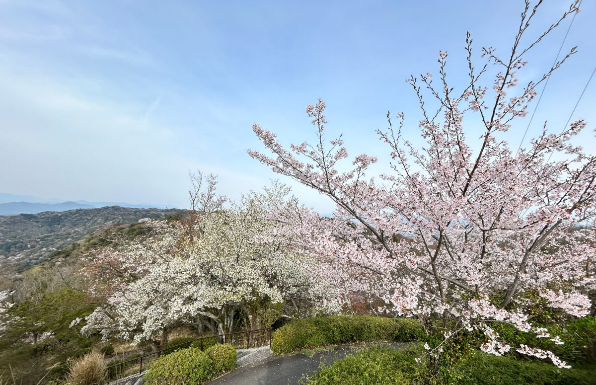 眉山公園　桜